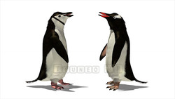 映像CG ペンギン Penguin120422-002